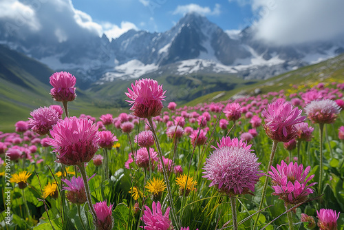 flowers in the mountains © chi