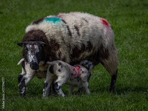 Lambs feeding