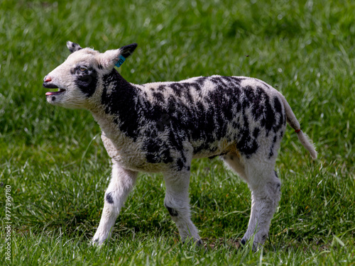 lamb on the grass