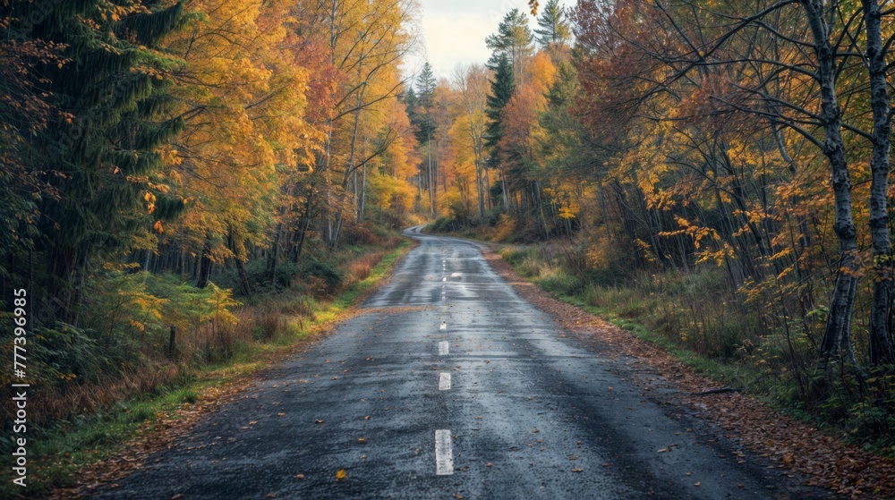 Autumn road in the forest. Autumn landscape with trees and road Autumn road in the forest. Autumn landscape with trees and road