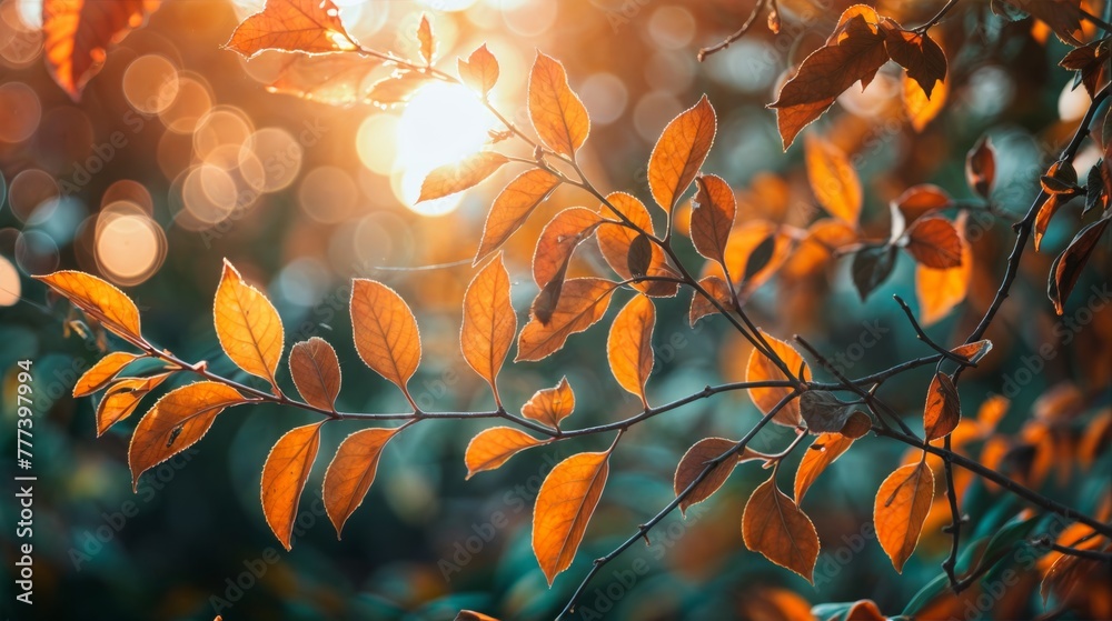 Beautiful autumn leaves in the sunlight. Natural background with bokeh.