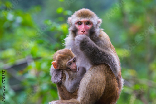 Rhesus macaque (Macaca mulatte); close up of mother with young. photo