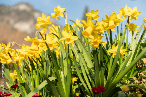 Daffodil flowers in Weesen in Switzerland