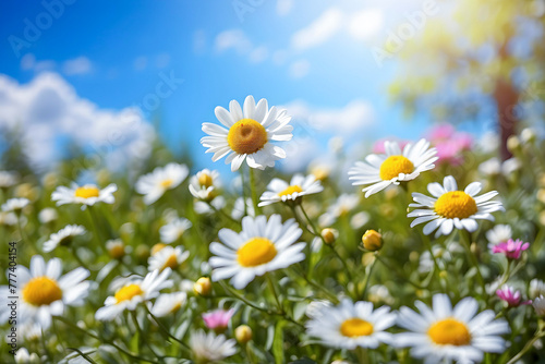 Spring's Vibrant Embrace: A Field of Daisies Blooms Joyfully Amidst Rolling Green Hills in a Picturesque Countryside © Eranga