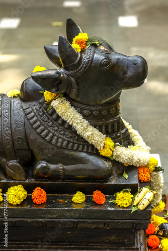 Shree Mukteshwar Devalaya temple, Juhu, Mumbai, India..Nandi bull murthi (statue) with garland and flower and food offerings photo