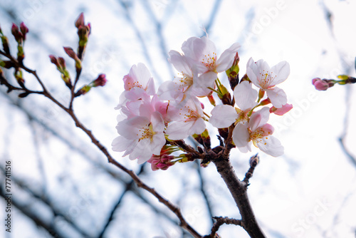 桜