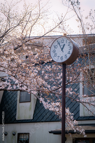 桜
