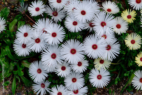 白い花