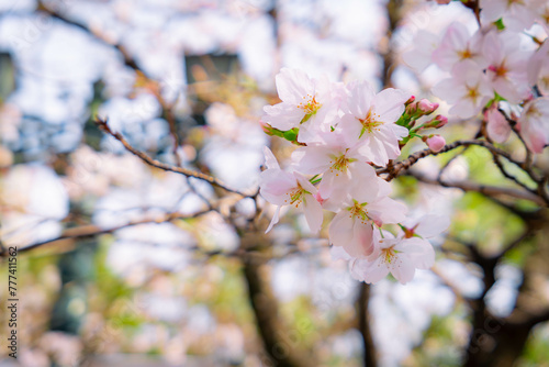 桜