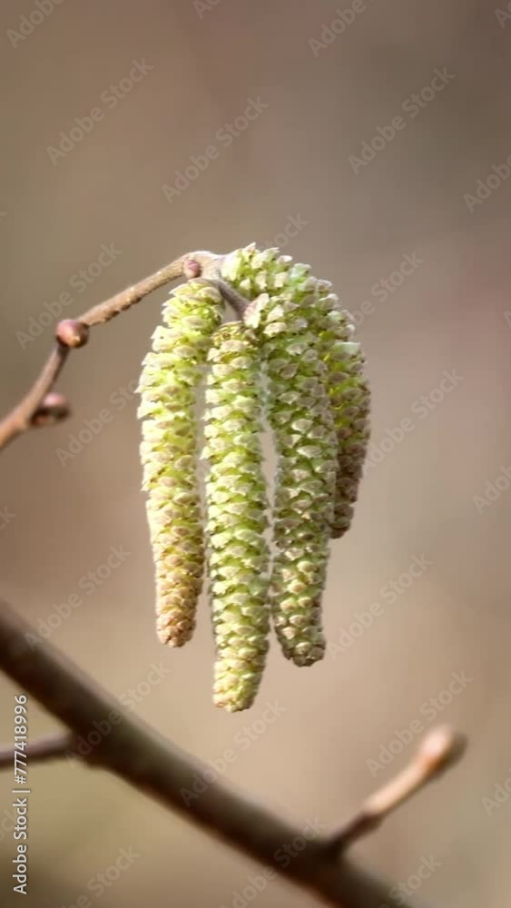Young hazel catkins on a twig, selective focus with bokeh background Young hazel catkins on a twig, selective focus with bokeh background