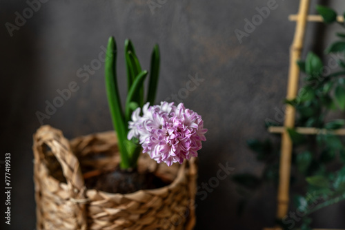 Pink hyacinth flower in a basket close-up on a dark background