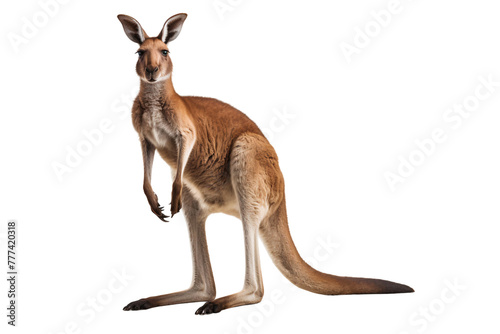 Kangaroo full body standing, front view, isolated on transparent background