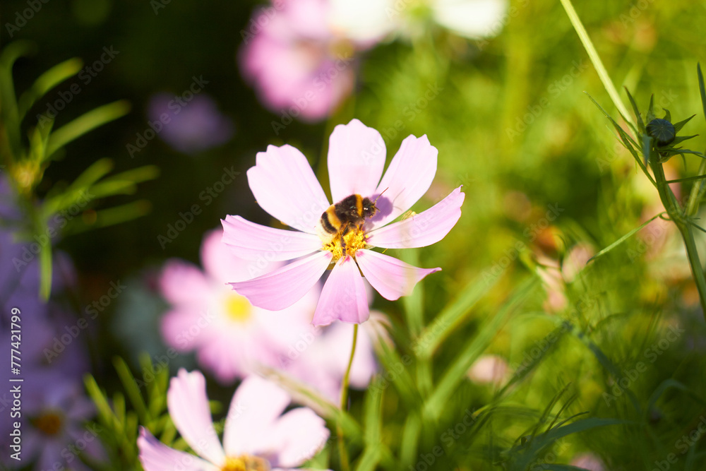 Fototapeta premium A bee collects nectar on a pink cosmos flower on a green background.