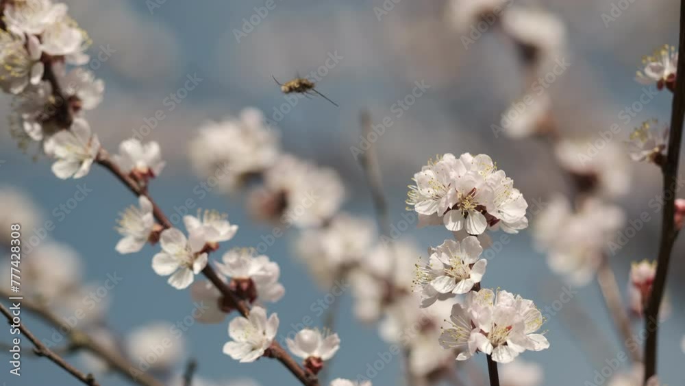 Spring white flowers blossom on a apricot tree, close up Spring white flowers blossom on a apricot tree, close up