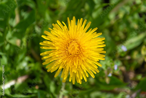 Wallpaper Mural Yellow dandelion flower among green grass, close-up. Torontodigital.ca