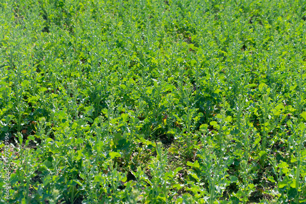 Young green cabbage in the field. Young green cabbage in the field.