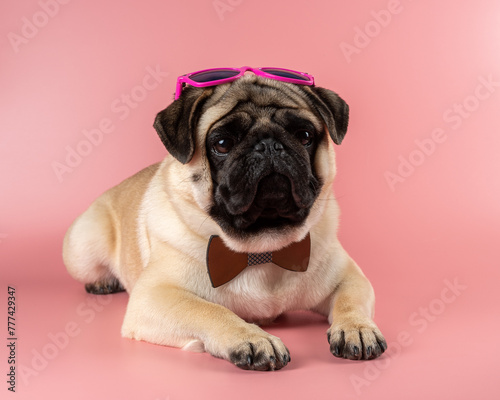 Funny Pug dog with pink glasses on pink background. © Paopano