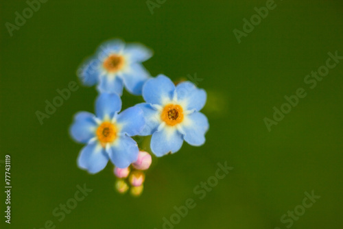 Myosotis scorpioides. Water forget-me-not, close-up. Small blue flowers with a yellow center.
