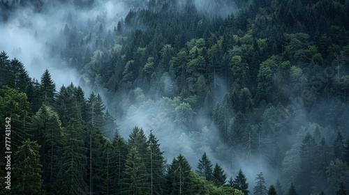 A captivating image of a dense forest in the Black Forest, where the early morning mist rises among the trees, creating a tranquil and mystical setting.