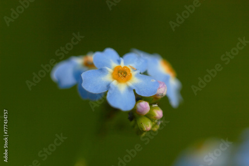 Myosotis scorpioides. Water forget-me-not, close-up. Small blue flowers with a yellow center.
