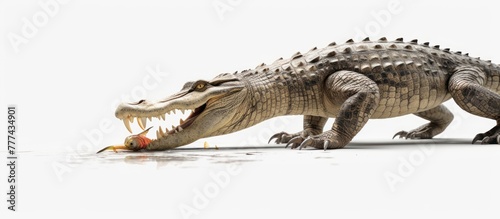 wildlife crocodile catches and eating a chicken AI generated
