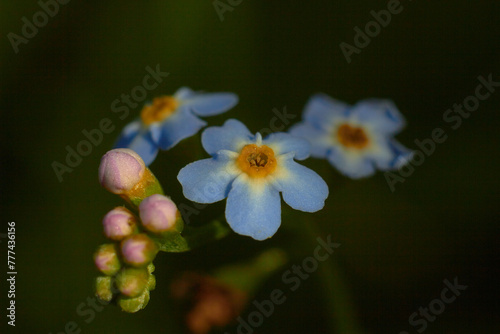 Myosotis scorpioides. Water forget-me-not, close-up. Small blue flowers with a yellow center.
