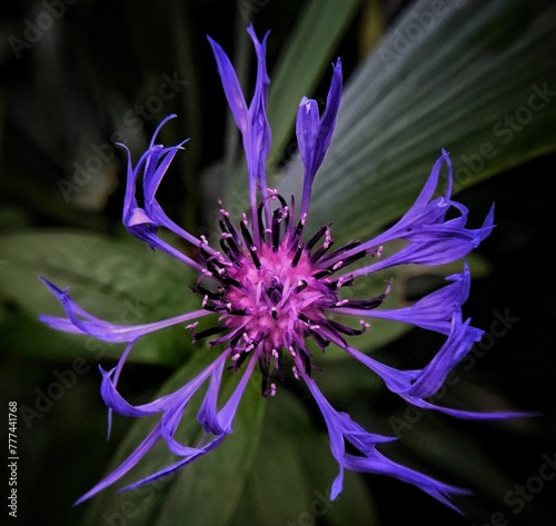 Mountain bluet photo