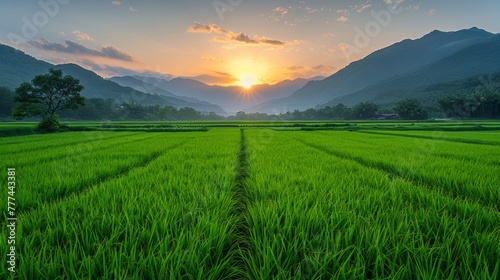 Paddy rice field before harvest with sunrise background.