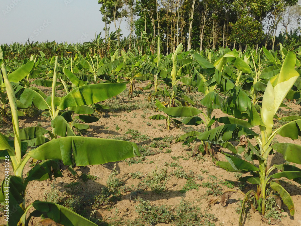 Banana plantation. Banana Farm. Young banana plants in a rural farm in ...