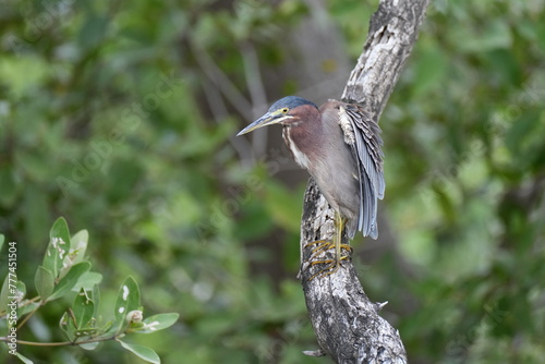 Grünreiher (Butorides virescens), Reiher, Vogel, Curacao, Mangroven, Karibik, auf einem Baum, Ast, Curacao Rif Mangrove Park photo