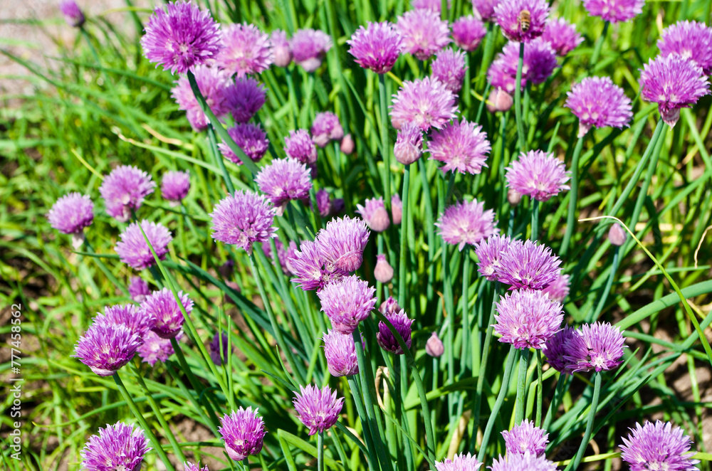 Close-up of chive plants in bloom with purple flowers in a herb garden in summer. Close-up of chive plants in bloom with purple flowers in a herb garden in summer.