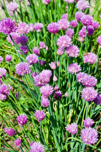 Close-up of chive plants in bloom with purple flowers in a herb garden in summer.