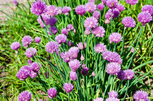 Close-up of chive plants in bloom with purple flowers in a herb garden in summer.