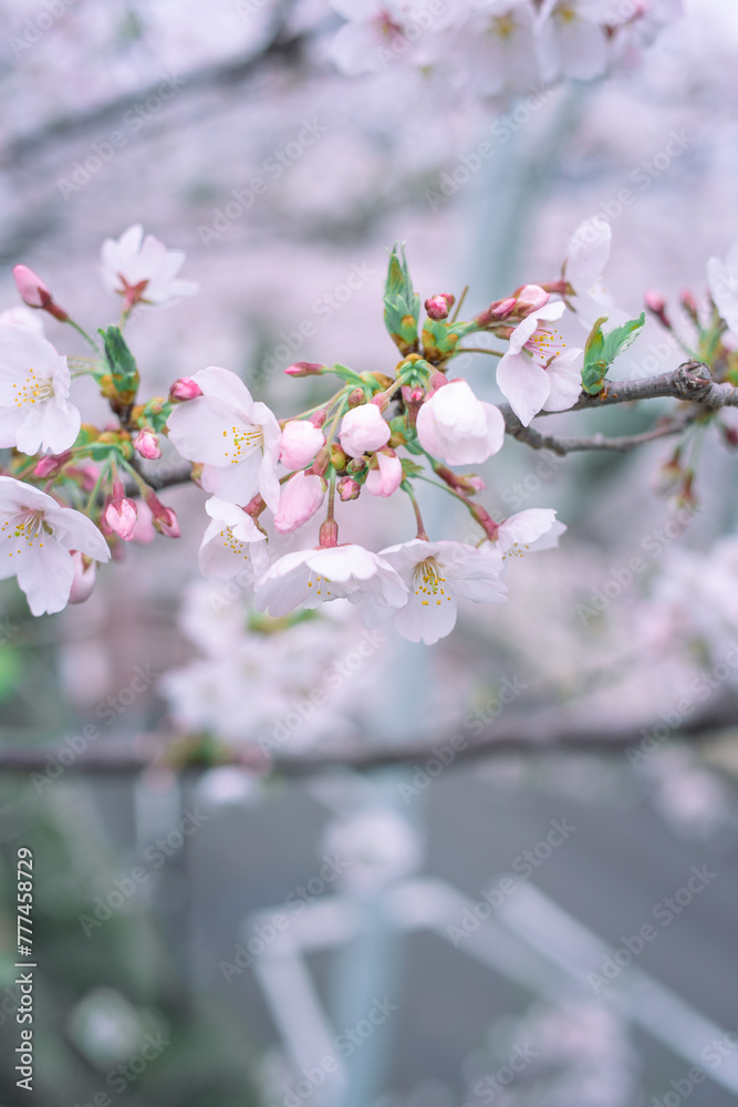 Obraz premium ソメイヨシノ