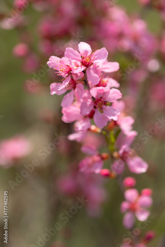 Blühende Russische Zwergmandel (Prunus tenella speciosa) im Garten