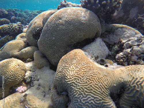 Platygyra is a genus of stony corals in the family Merulinidae. Platygyra. Platygyra lamellina