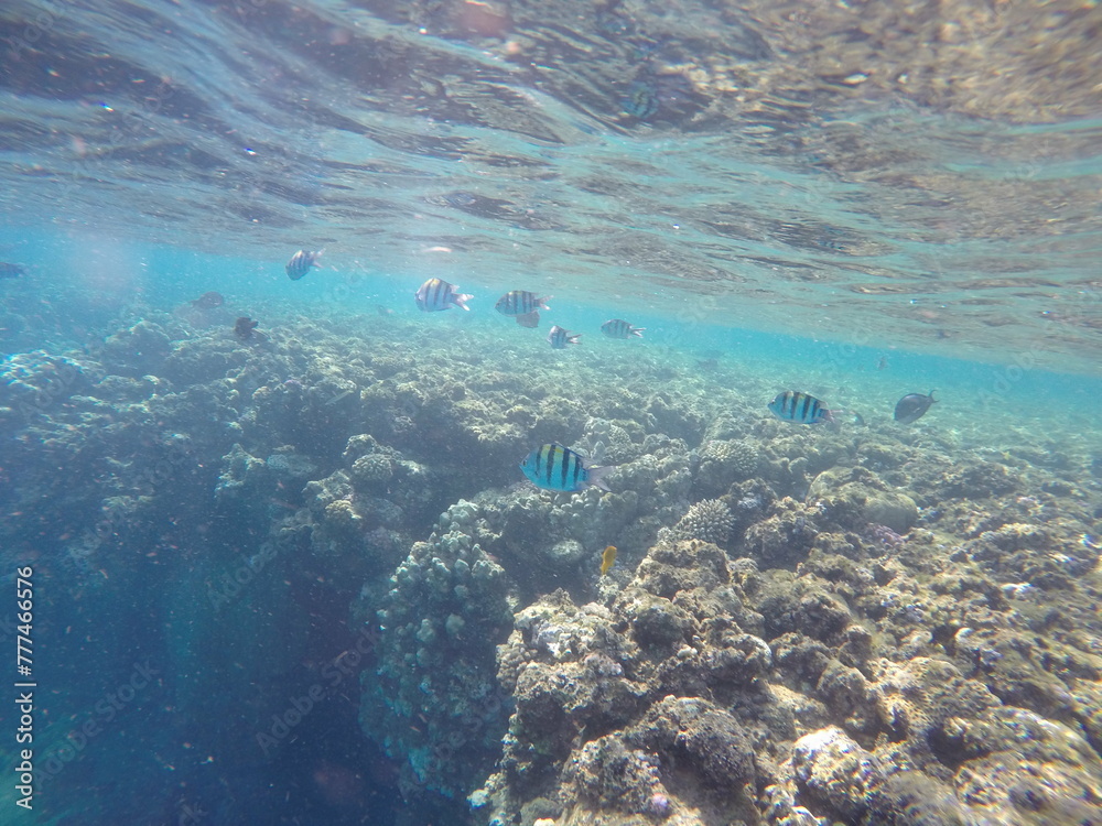 Indo-Pacific sergeant (Abudefduf vaigiensis) is a species of damselfish in the family Pomacentridae above coral reef in Red sea Egypt Indo-Pacific sergeant (Abudefduf vaigiensis) is a species of damselfish in the family Pomacentridae above coral reef in Red sea Egypt