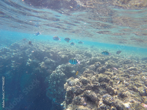  Indo-Pacific sergeant (Abudefduf vaigiensis) is a species of damselfish in the family Pomacentridae above coral reef in Red sea Egypt