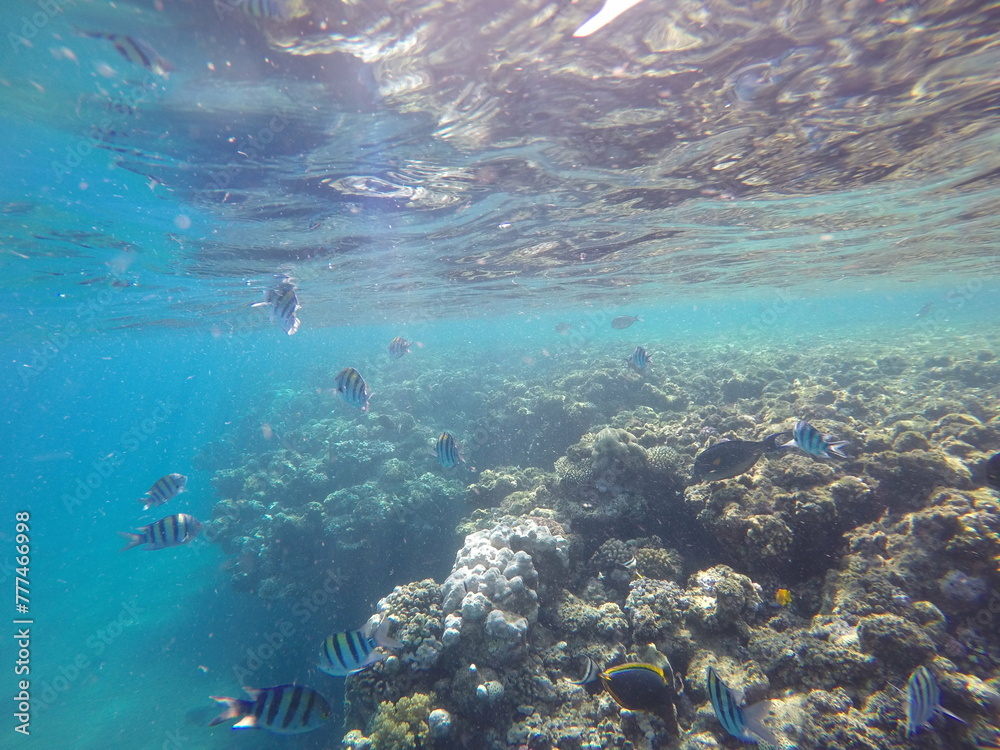 Indo-Pacific sergeant (Abudefduf vaigiensis) is a species of damselfish in the family Pomacentridae above coral reef in Red sea Egypt Indo-Pacific sergeant (Abudefduf vaigiensis) is a species of damselfish in the family Pomacentridae above coral reef in Red sea Egypt