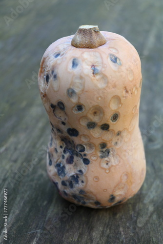 butternut pumpkin gone bad covered in grey and pink mold spots photo