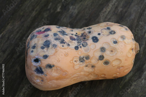 butternut pumpkin gone bad covered in grey and pink mold spots photo