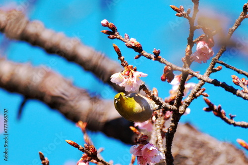 桜とメジロの春