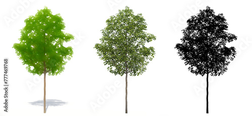 Set or collection of Field Maple  trees  painted  natural and as a black silhouette on white background. Concept or conceptual 3d illustration for nature  ecology and conservation  strength  beauty