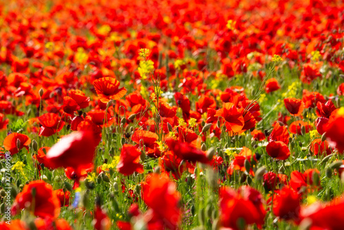Poppy flowers blooming on summer meadow in sunlight © Maresol