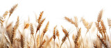 Wheat field isolated, golden wheat field and sunny day, grain field, Photo of wheat spikelets in field, copy space, Generative Ai