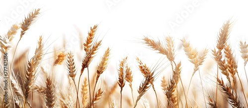 Wheat field isolated, golden wheat field and sunny day, grain field, Photo of wheat spikelets in field, copy space, Generative Ai photo