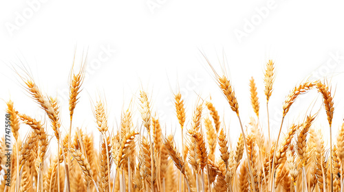 Wheat field isolated, golden wheat field and sunny day, grain field, Photo of wheat spikelets in field, copy space, Generative Ai