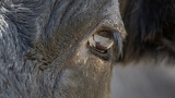 Nahaufnahme des Auges einer Kuh (Bos taurus)