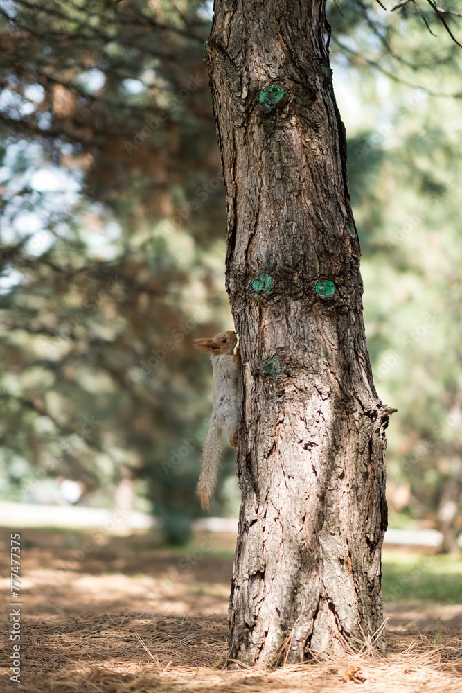 Fototapeta premium squirrel in the forest