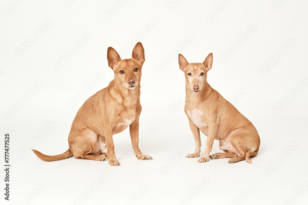 Two brown hounds seated waiting for an order with its leg raised of the ground in an isolated white background Two brown hounds seated waiting for an order with its leg raised of the ground in an isolated white background